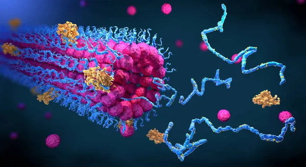 Protein Enzimleri Işlevlerini Yerine Getirmek Için Yapılarına Katlanırlar Illüstrasyon — Stok fotoğraf