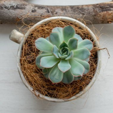etli bitki Echeveria yakın çekim
