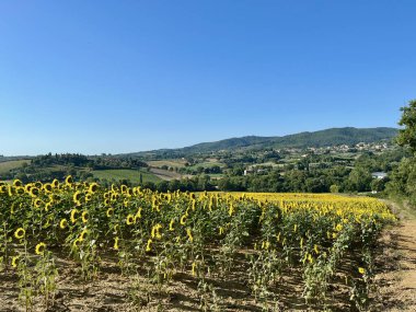 Bir ayçiçeği tarlası. Mavi gökyüzü. Cetona ve Piazze şehirleri civarında. Toskana, Siena. Yüksek kalite fotoğraf