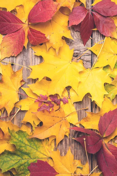Fundo Outono Fundo Abstrato Folhas Outono Coloridas Folhas Caídas Sobre — Fotografia de Stock