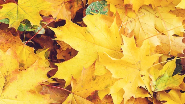 Gele Maple Laat Achtergrond Kleurrijke Esdoorn Gevallen Bladeren Buitenshuis Herfst — Stockfoto