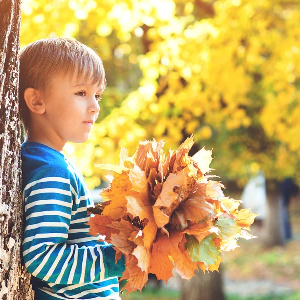 Niño Guapo Sosteniendo Montón Hojas Arce Moda Otoño Para Niños — Foto de Stock