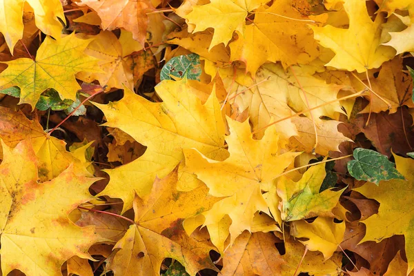 Herbst Hintergrund Mit Ahornblättern Viele Gelbe Ahornblätter Draufsicht Herbstorangefarbene Blätter — Stockfoto
