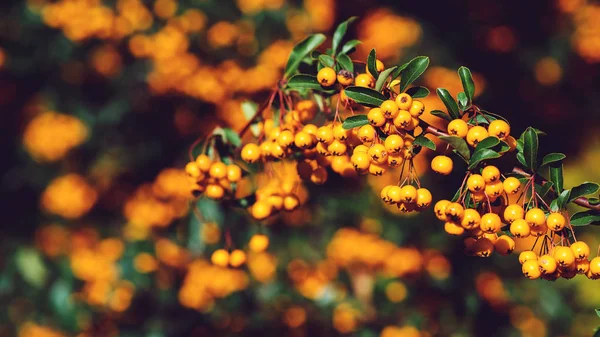 Pyracantha Bessen Struik Herfst Tijd Kleurrijke Natuur Achtergrond Met Oranje — Stockfoto