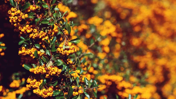 Pyracantha berry, close up. Autumn berries and leaves. Colorful fall. Autumn card. Autumn nature background