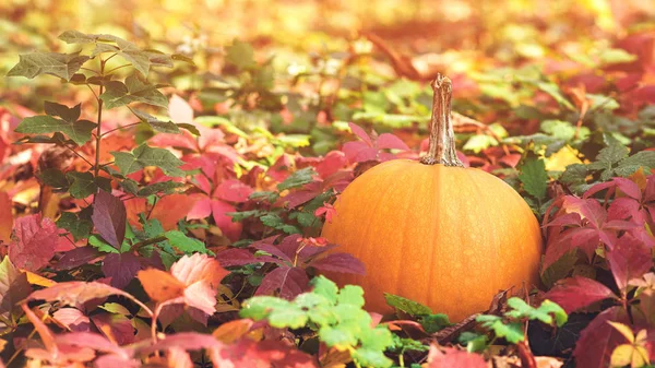 Happy Thanksgiving Day Herfstvakantie Herfstbladeren Achtergrond Pompoen Mooie Zonnige Herfstdag — Stockfoto