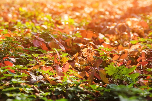 Otoño Deja Fondo Natural Colorido Follaje Parque Paisaje Otoñal Con — Foto de Stock