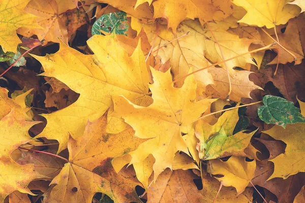 Herfstbladeren Herfst Achtergrond Gevallen Gele Esdoorn Bladeren Bovenaanzicht Herfst Kaart — Stockfoto