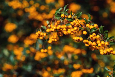 Sonbahar de ateş dikeni berry Funda. Renkli doğa arka plan portakal çilek ile