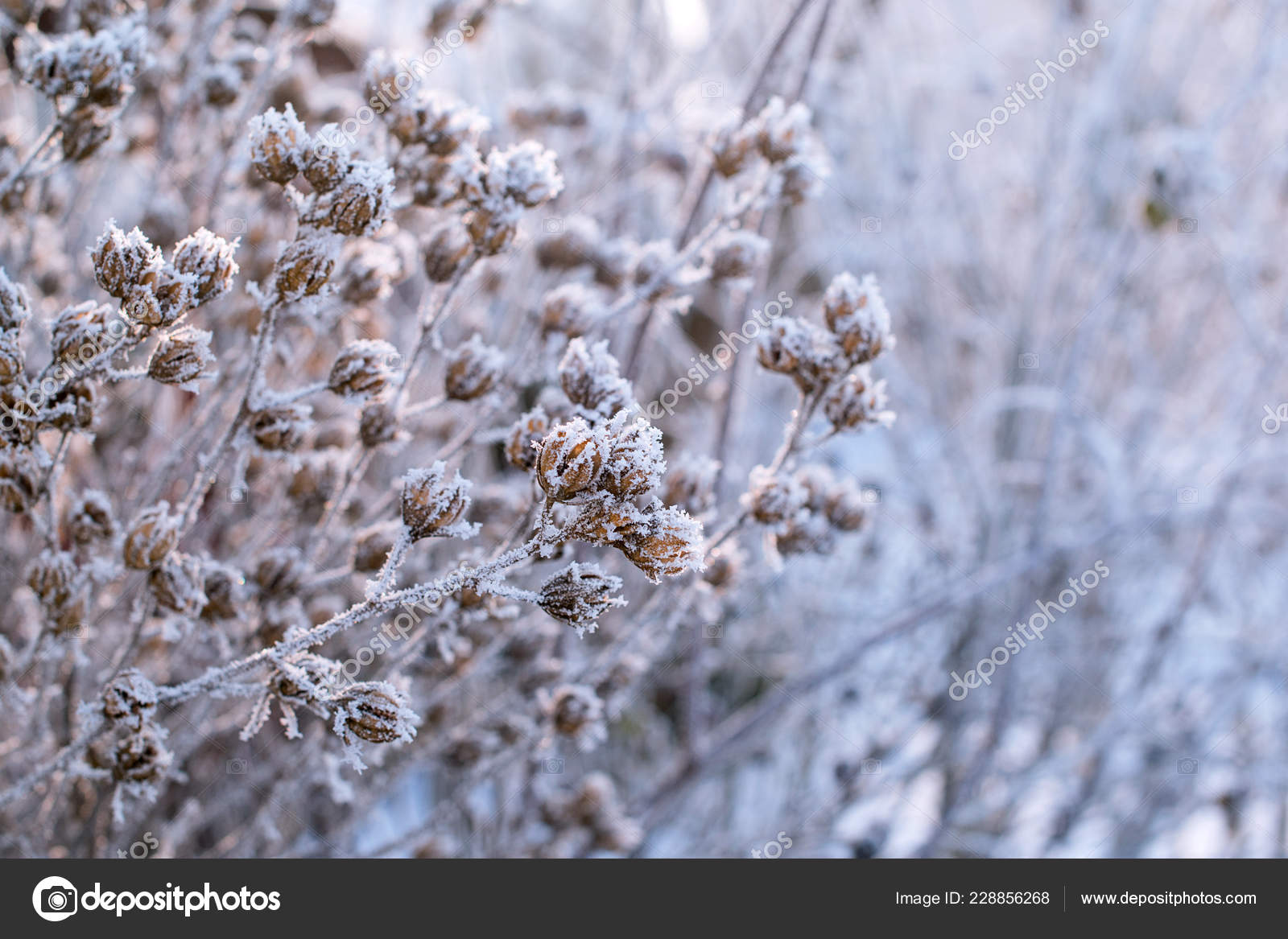 Rama Cubierta Heladas Blancas Como Nieve Invierno Las Plantas Están — Foto  de stock #228856268 © Volurol, image size:1600x1167