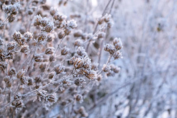 Şube Kar Beyaz Frost Ile Kaplı Kış Bitkiler Sabahın Erken — Stok fotoğraf