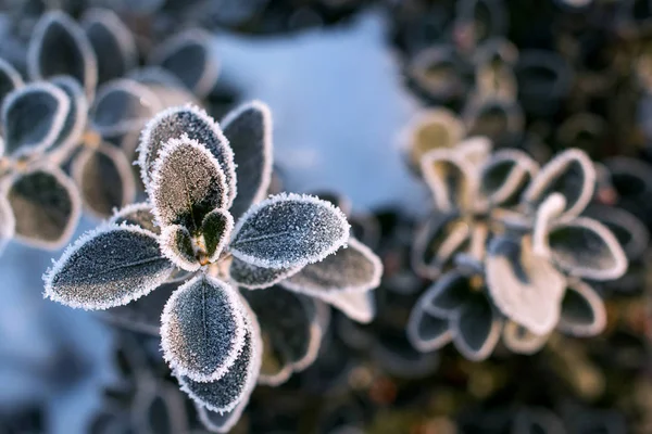 Folhas Redondas Verdes Escuras Geada Manhã Cedo Inverno Ramo Coberto — Fotografia de Stock