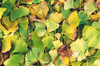 Düşmüş parlak yeşil ve sarı ginkgo bırakır. Ginkgo Biloba arka plan bırakır. Bitkisel Tıp kavramı
