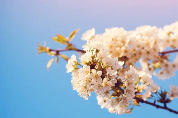 Blommande körsbärsträd i trädgården. Banner bakgrund av vårens vita blommande. — Stockfoto