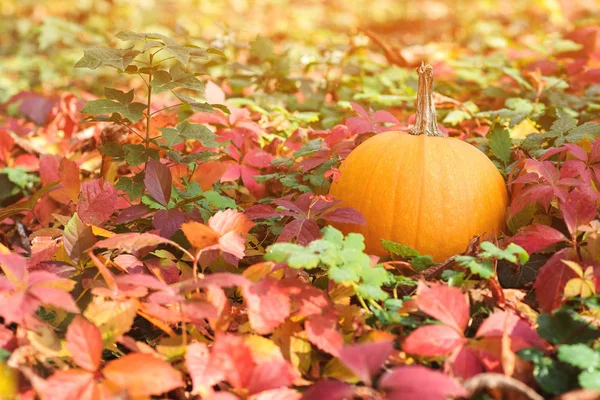 Herfst kleurrijke bladeren. Oranje pompoen. Herfst achtergrond. Fallen kleurrijke bladeren op de grond. — Stockfoto