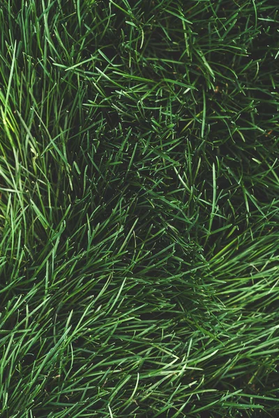 Πράσινο γρασίδι φυσική υφή φόντο. Καλοκαιρινό γρασίδι, κορυφή θέα — Φωτογραφία Αρχείου