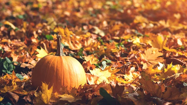 Feliz Día de Acción de Gracias. Vacaciones de otoño. El otoño deja el fondo. Calabaza. Hermoso día soleado de otoño. Tiempo en otoño . — Foto de Stock