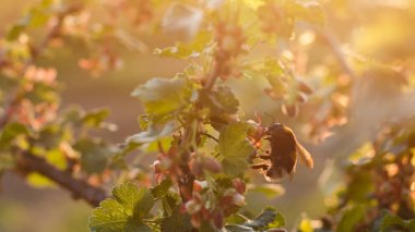 A bumblebee collecting pollen on blooming fruit tree in the garden. Beautiful sunset light. Spring time. clipart