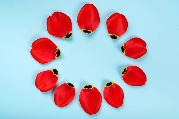 Petali di tulipano rosso in cornice circolare. Composizione floreale su sfondo blu, posa piatta con spazio di copia . — Foto Stock