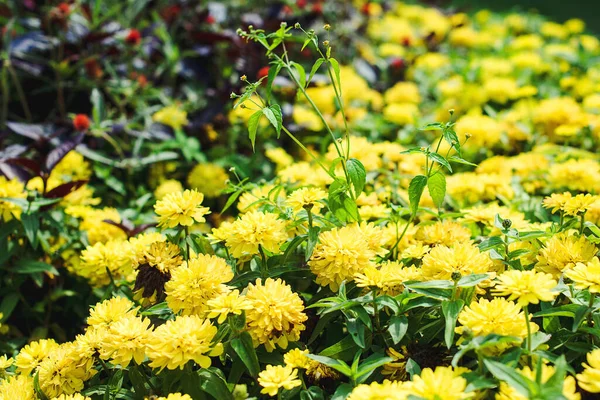 Lindas Flores Amarelas Canteiro Flores Parque Cidade Verão Paisagismo Usando — Fotografia de Stock
