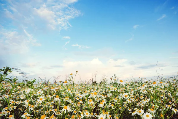 Daisy Blommar Fält Vita Prästkragar Blå Himmel Bakgrund Vackert Naturlandskap — Stockfoto