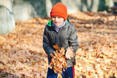 Mutlu çocuk parkta sonbahar yapraklarıyla oynuyor. Sonbahar havası. Tatlı çocuk sonbahar yapraklarında eğleniyor. Mutlu ve sağlıklı bir çocukluk. Sonbahar güneşli bir gün. Çocuk düşmüş akçaağaç yaprakları fırlatıyor..