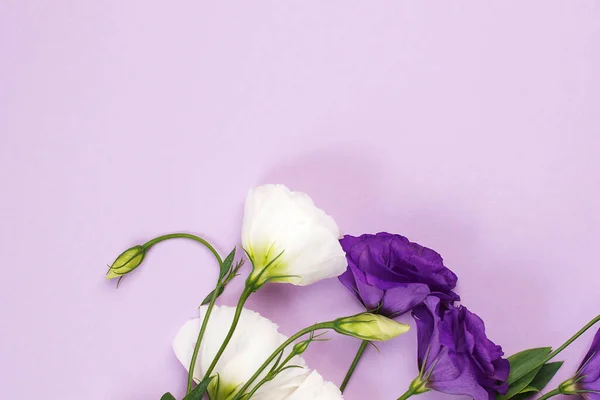 Composizione Floreale Sfondo Bianco Teneri Fiori Bianchi Viola Eustoma Posa — Foto Stock