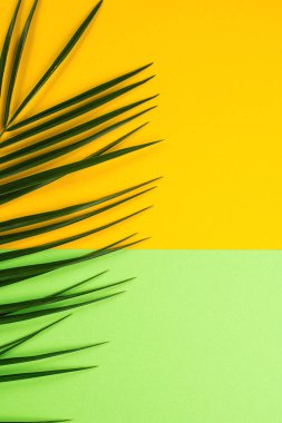 Yaz mankeni. Sarı ve yeşil kağıtlı palmiye yaprağı. Minimal tarz, düz yatış. Uzayı kopyala Yaz deseni