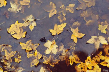 Su birikintisinde sonbahar yaprakları. Sonbahar yağmurlu hava. Sonbahar arkaplanı. Su birikintisinde süzülen sarı yapraklar. Yağmur yağıyor..
