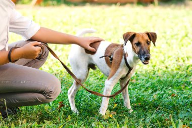 Jack Russel Terrier 'ı olan genç bir çocuk. Yeşil çimlerde köpekli bir adam. Sahibi ve köpeği parkta tasmalı. Arkadaşlık, hayvanlar ve yaşam tarzı.