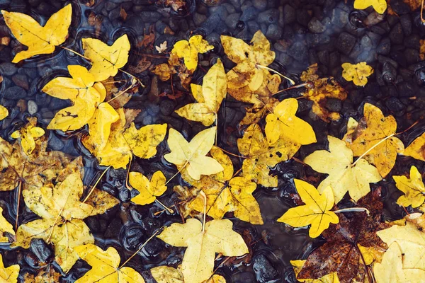 秋天的叶子在水坑里 秋天的雨天 秋天的背景黄色的叶子漂浮在水坑里 下雨了 — 图库照片