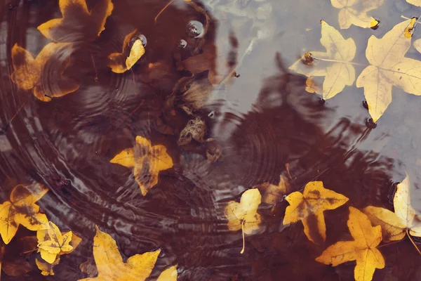 Jesienne Liście Kałuży Jesienna Deszczowa Pogoda Jesienne Tło Żółte Liście — Zdjęcie stockowe