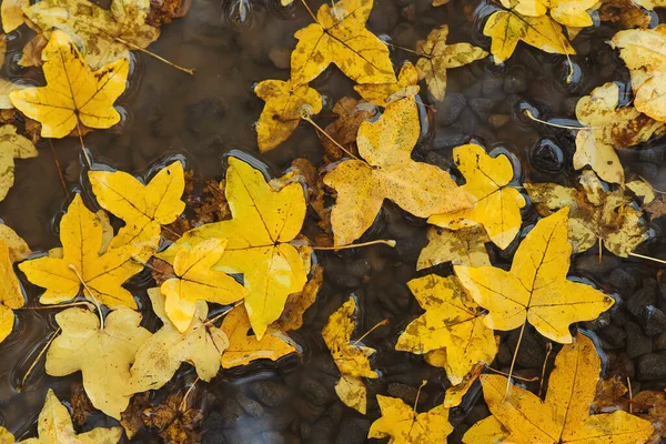 Hojas Otoño Charco Otoño Tiempo Lluvioso Fondo Otoño Hojas Amarillas — Foto de Stock