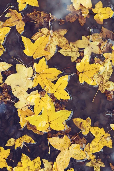 Feuilles Automne Dans Flaque Automne Temps Pluvieux Fond Automne Feuilles — Photo