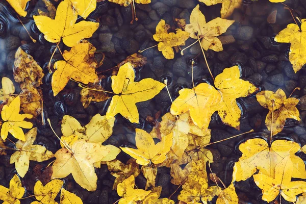 Jesienne Liście Kałuży Jesienna Deszczowa Pogoda Jesienne Tło Żółte Liście — Zdjęcie stockowe