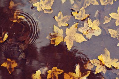 Su birikintisinde sonbahar yaprakları. Sonbahar yağmurlu hava. Sonbahar arkaplanı. Su birikintisinde süzülen sarı yapraklar. Yağmur yağıyor..
