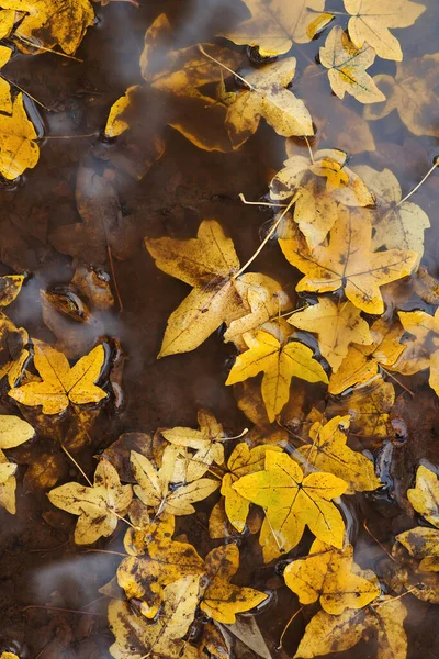 Herbstblätter Pfützen Herbstliches Regenwetter Herbst Hintergrund Gelbe Blätter Treiben Einer — Stockfoto