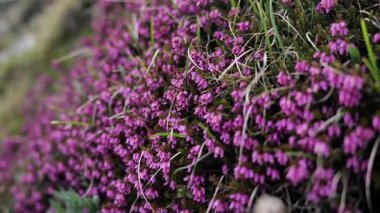 Kayalık arazide güzel bir şekilde serpilen canlı mor kenevir çiçeklerinin nefes kesici ve çarpıcı görüntüsü.