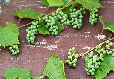 Genç yeşil üzümler. Şarap yapmak. Ahşap bir zeminde olgunlaşmamış üzüm demetleri. 