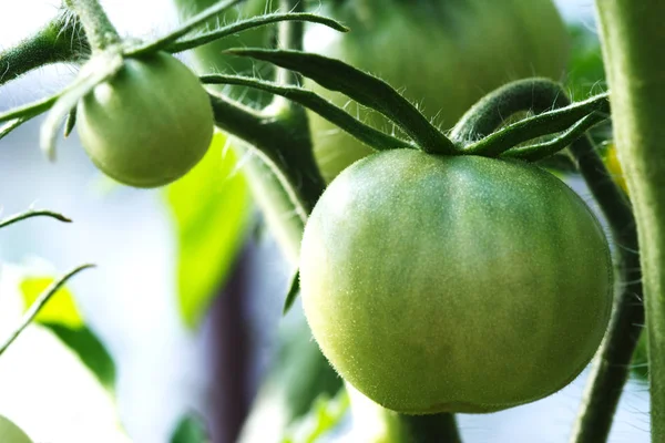 Ripening tomatoes on the bush in a kitchen garden. a branch of green tomatoes. close-up.