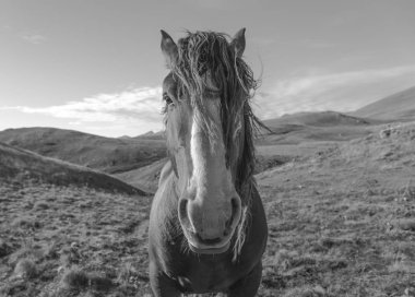 Güzel at siyah beyaz teşkil etmektedir