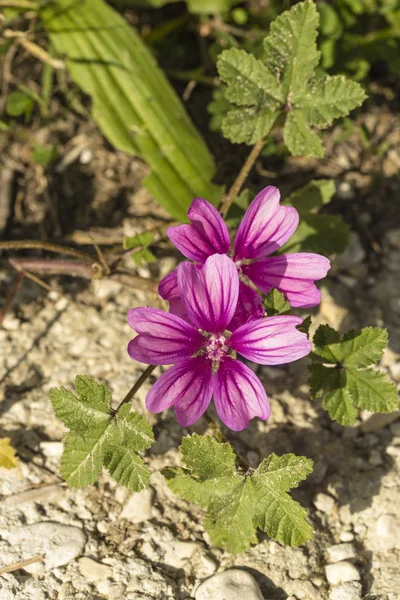 Belle Fleur Sauvage Mauve Lavatera Dans Jardin — Photo