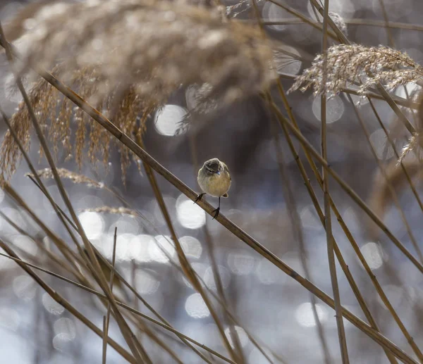 Una Hermosa Zarza Común Phylloscopus Collybita Posada Sobre Bastones — Foto de Stock