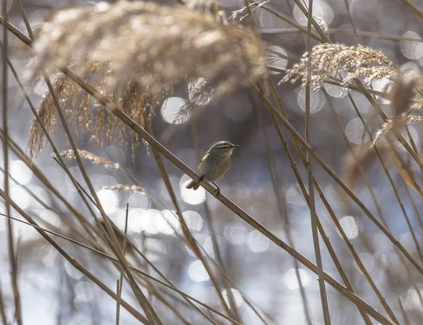 Een Mooie Gemeenschappelijke Tjiftjaf Phylloscopus Collybita Neergestreken Stokken — Stockfoto