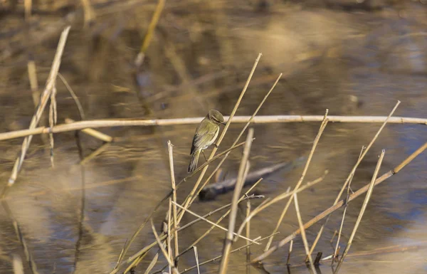 Piękne Wspólne Iberyjska Phylloscopus Collybita Laski — Zdjęcie stockowe