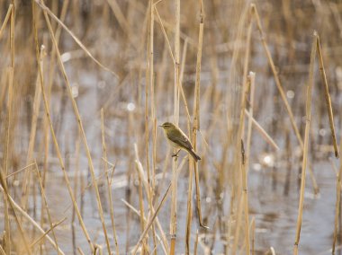 Güzel bir ortak çıvgın (Phylloscopus collybita) bastonlar üzerinde tünemiş