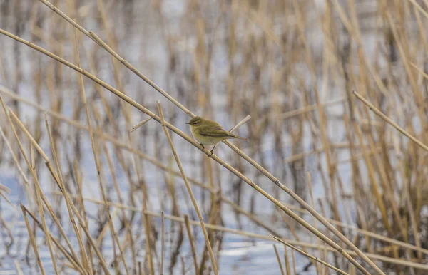 Piękne Wspólne Iberyjska Phylloscopus Collybita Laski — Zdjęcie stockowe