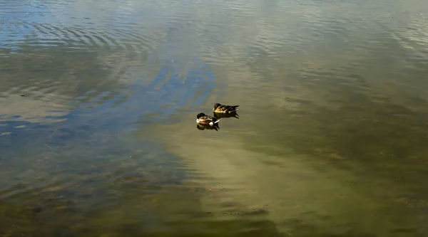 Par Patos Selvagens Nadando Uma Lagoa — Fotografia de Stock