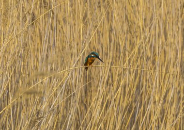 Bir dalda oturan sıradan kingfisher