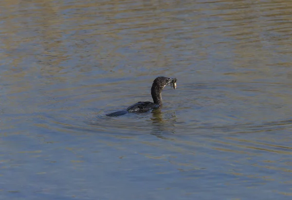 Kleine Marangone Mit Beute Maul Einem Teich — Stockfoto